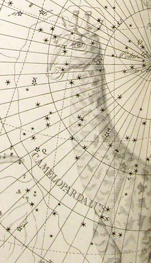 Camelopardalus, from Johann Bode's Uranographia