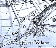 Volans, the Flying Fish