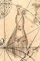 Apus, the Bird of Paradise