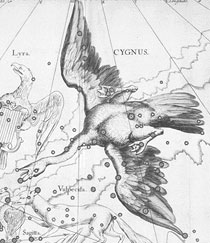 Cygnus, the Swan